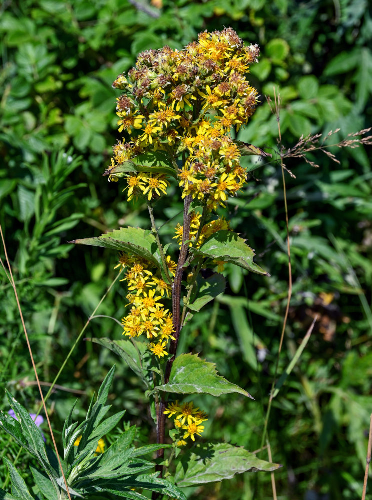 Image of Solidago virgaurea ssp. dahurica specimen.