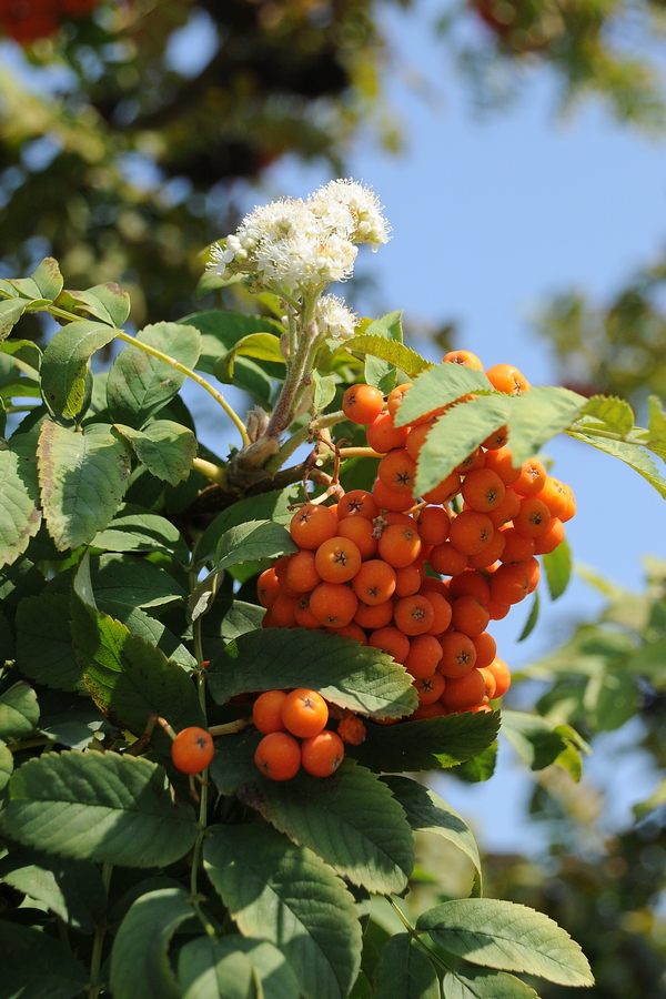 Image of Sorbus aucuparia specimen.