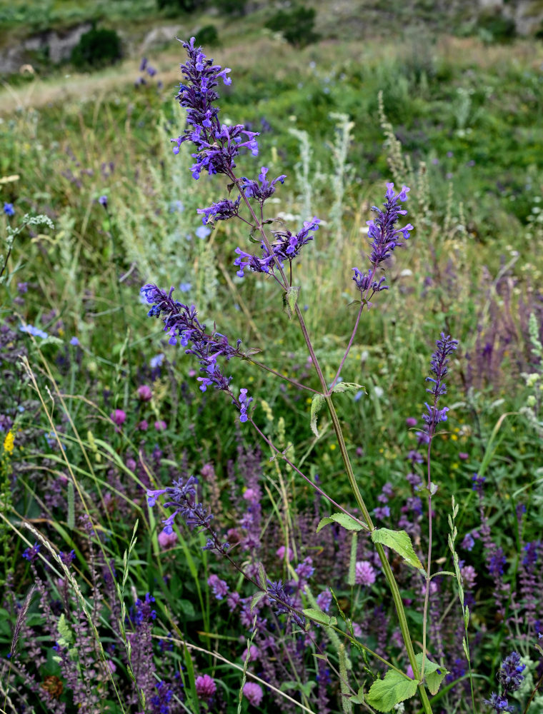 Image of Nepeta grandiflora specimen.