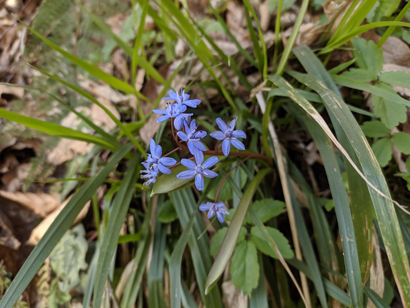 Image of Scilla bifolia specimen.