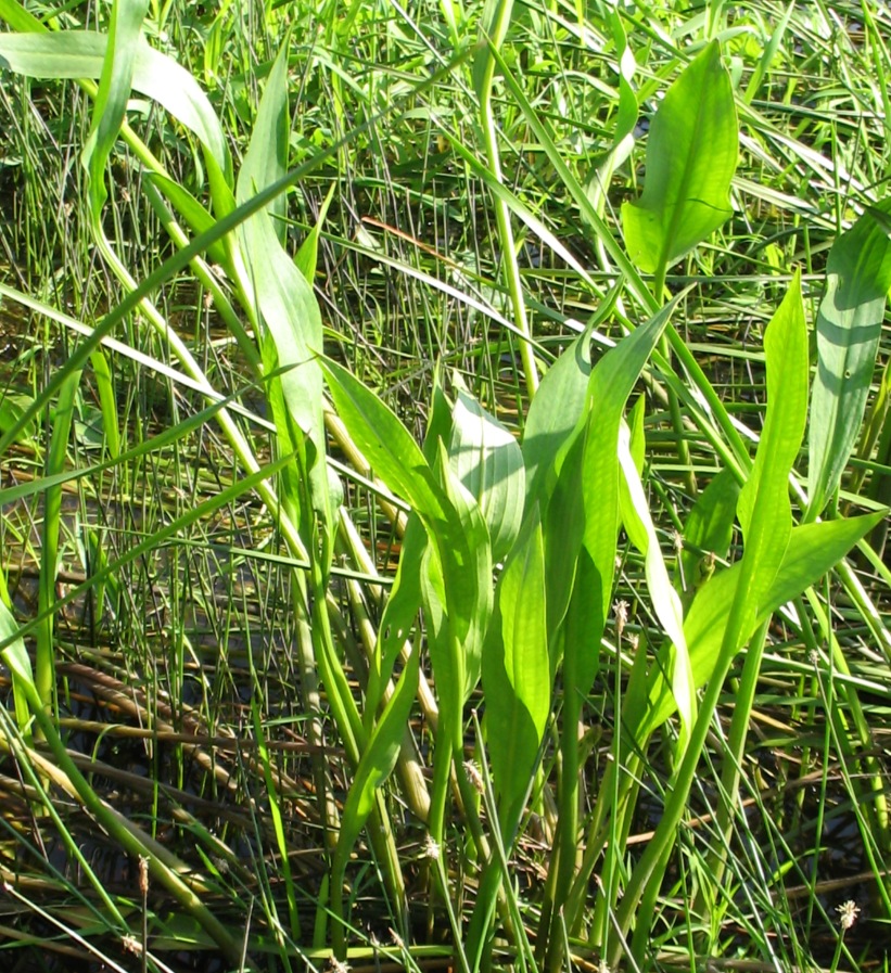 Image of Alisma lanceolatum specimen.