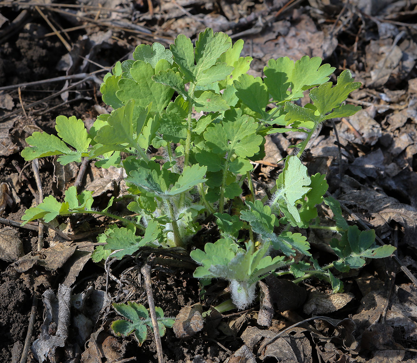 Изображение особи Chelidonium majus.