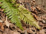 Polystichum braunii. Вайи с сорусами (справа - вид на абаксиальную поверхность). Адыгея, Майкопский р-н, окр. пос. Хамышки, ≈ 740 м н.у.м., берег р. Киша, буково-пихтовый лес. 07.03.2016.