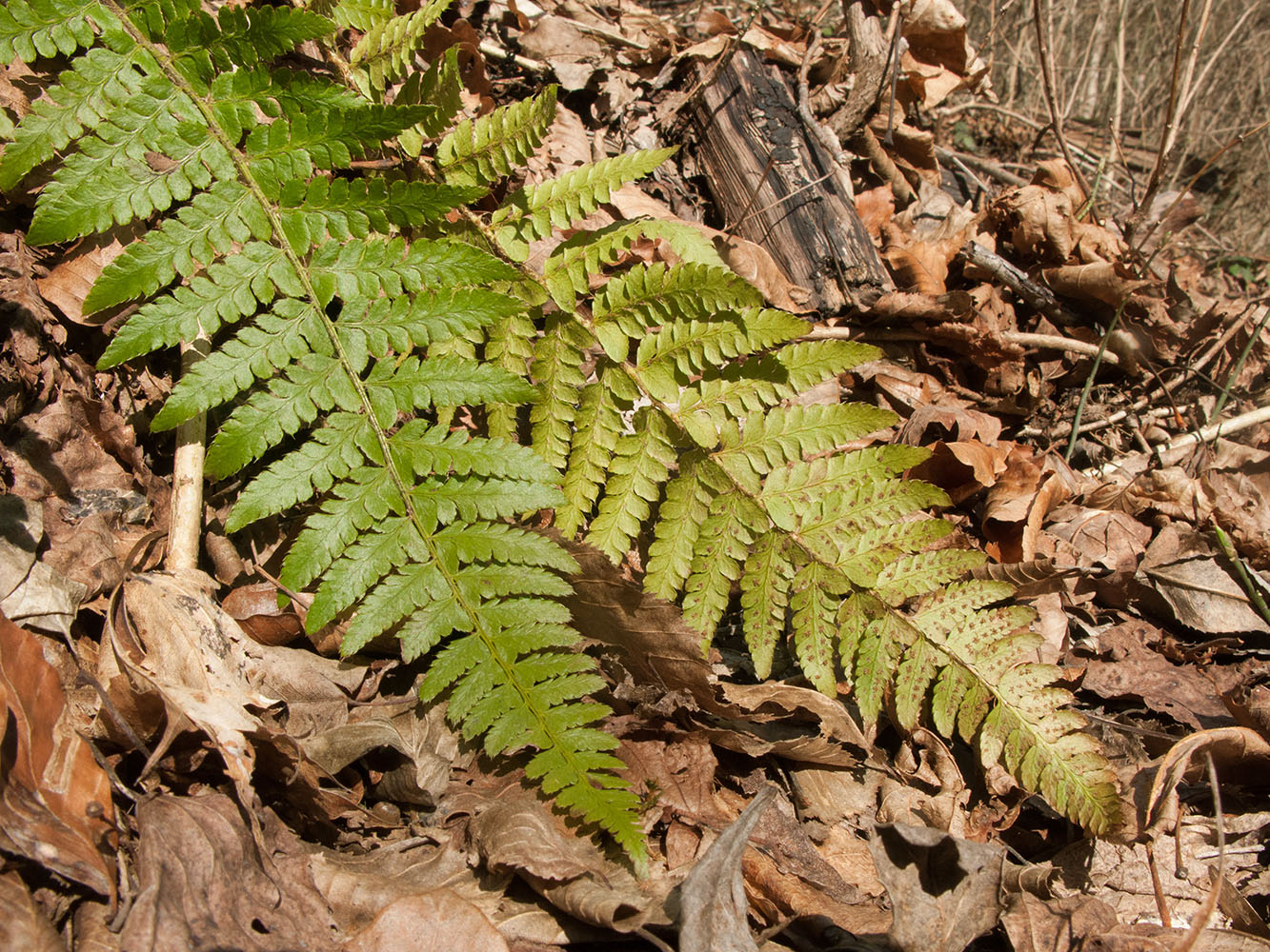 Изображение особи Polystichum braunii.