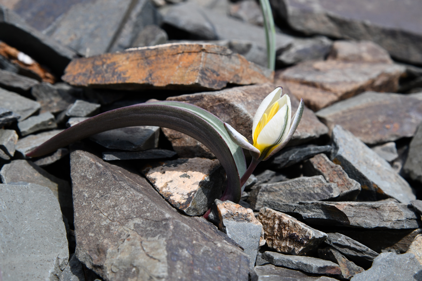 Image of Tulipa regelii specimen.