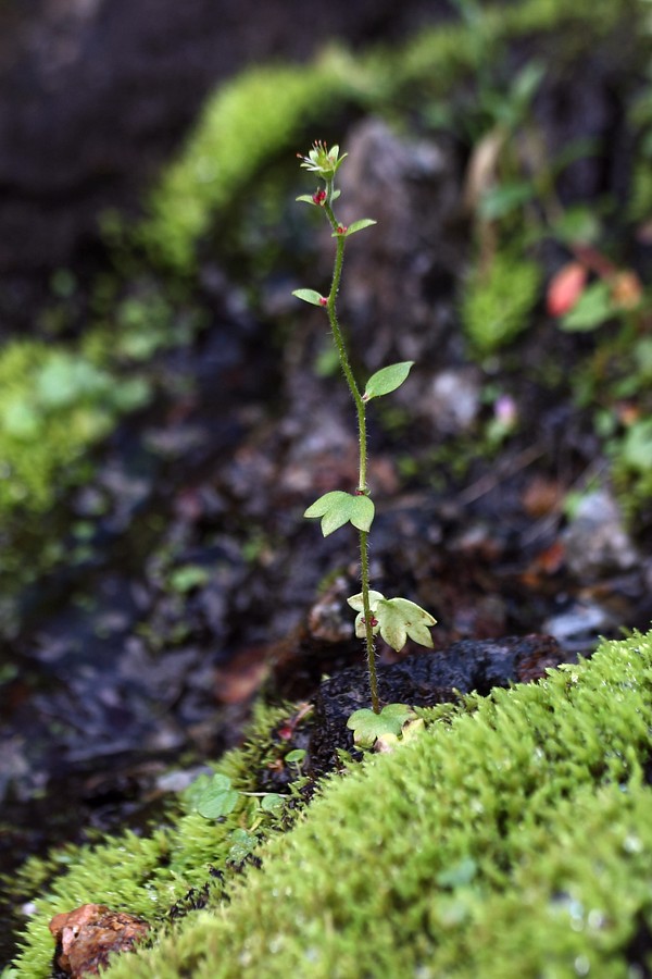 Image of Saxifraga cernua specimen.