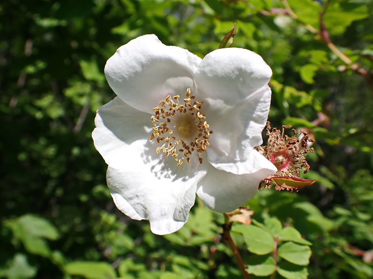 Image of Rosa acicularis specimen.