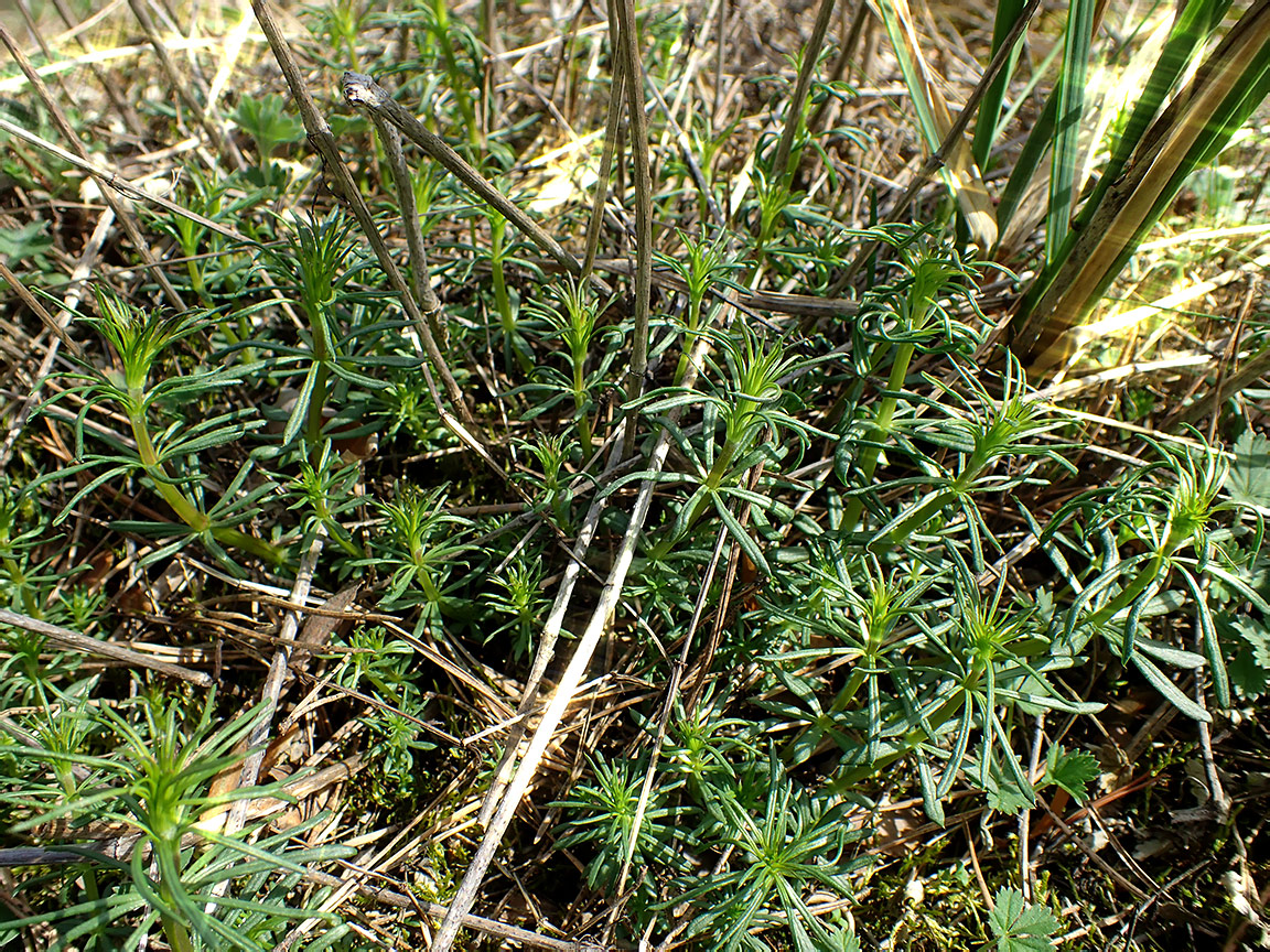 Image of Galium album specimen.