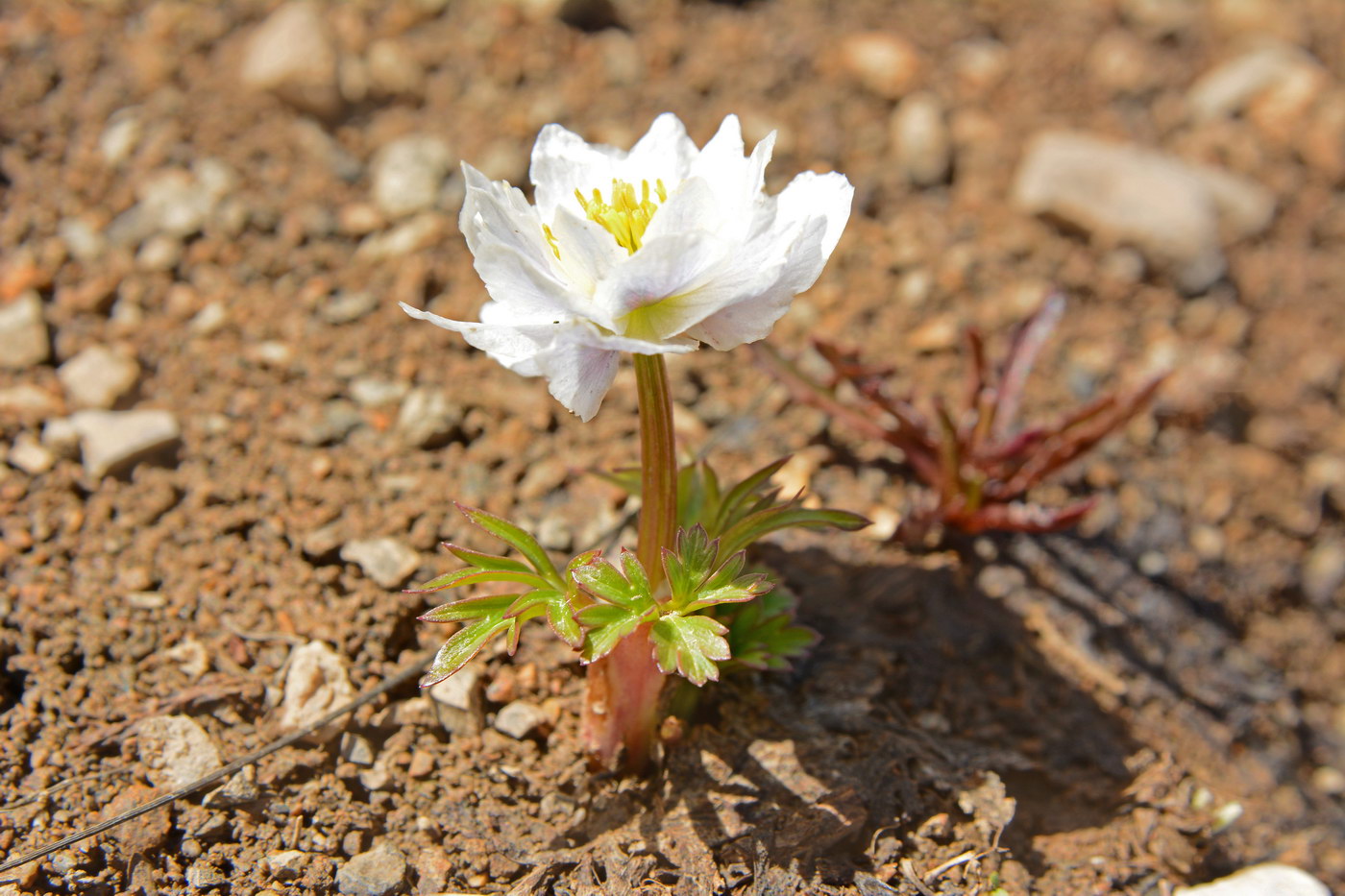 Image of Trollius lilacinus specimen.