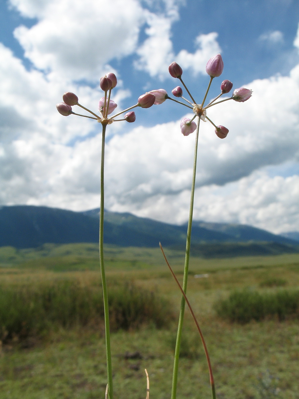 Image of Allium vodopjanovae specimen.