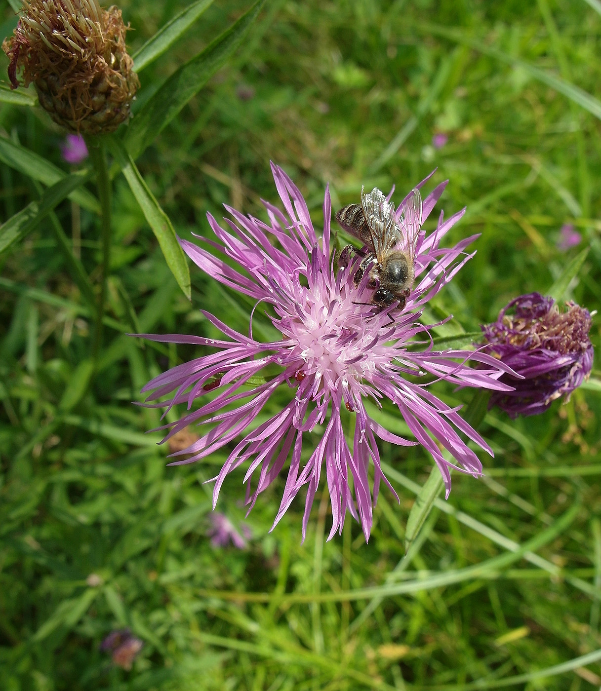 Image of Centaurea jacea specimen.