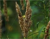 Calamagrostis epigeios