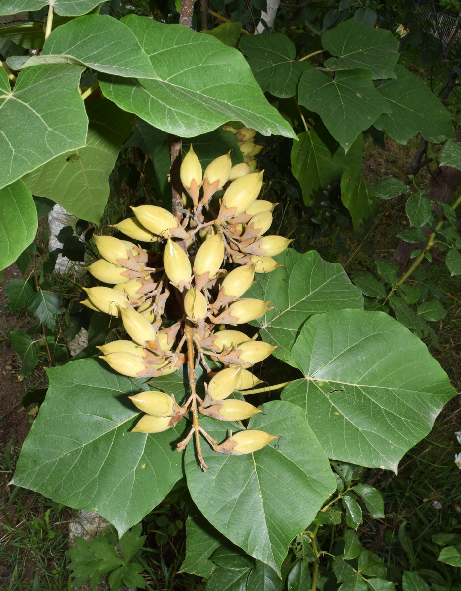 Image of Paulownia tomentosa specimen.