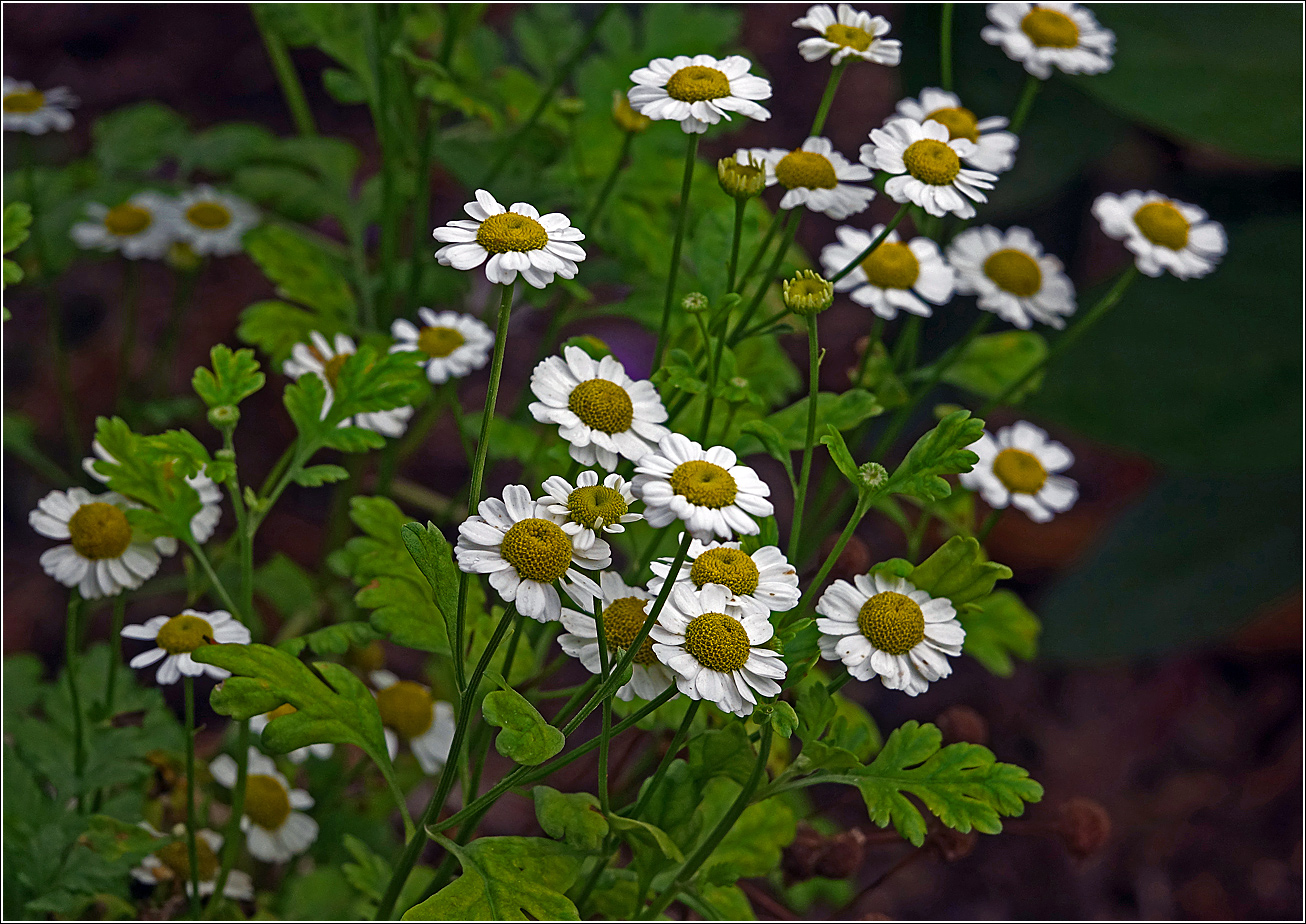 Изображение особи Pyrethrum parthenium.