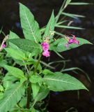 Impatiens glandulifera. Верхушка цветущего и плодоносящего растения. Московская обл., Сергиево-Посадский р-н, долина р. Пажа, берег реки, у воды. 20.07.2024.