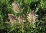 Pedicularis olgae