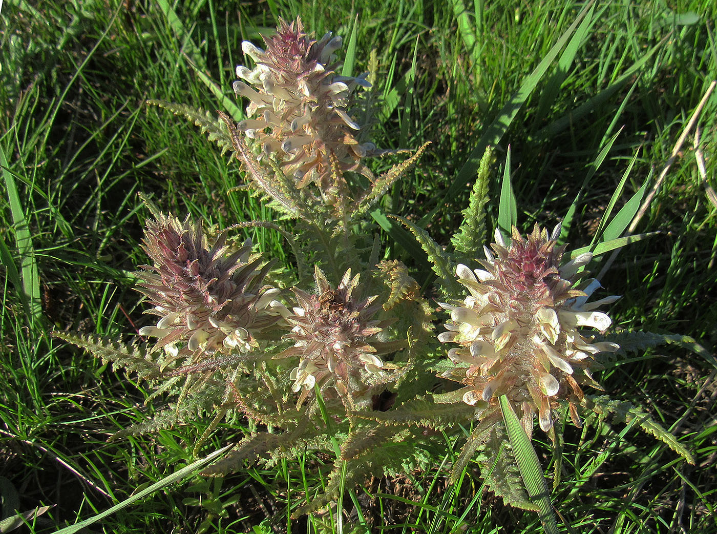 Image of Pedicularis olgae specimen.