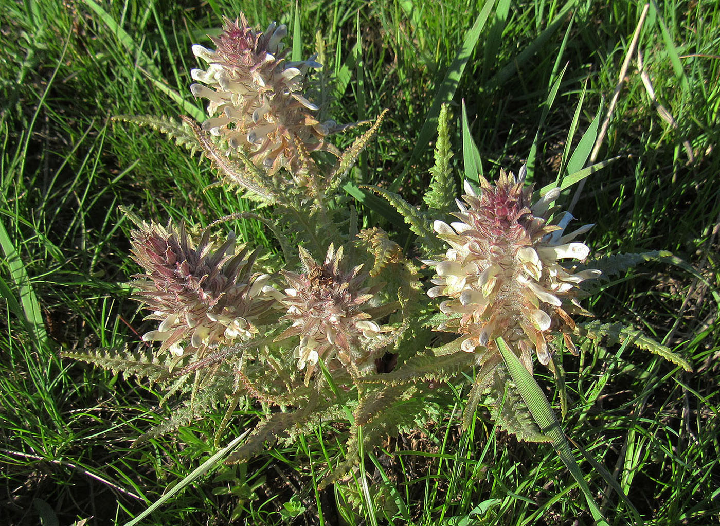 Image of Pedicularis olgae specimen.