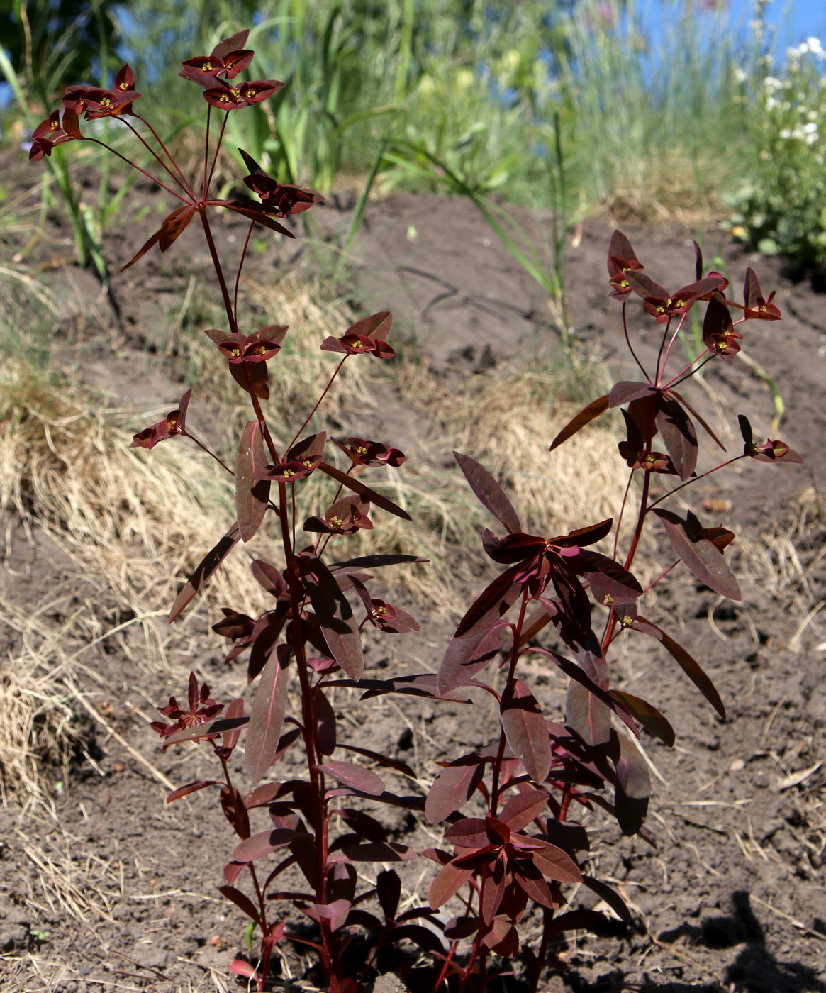 Изображение особи Euphorbia dulcis.