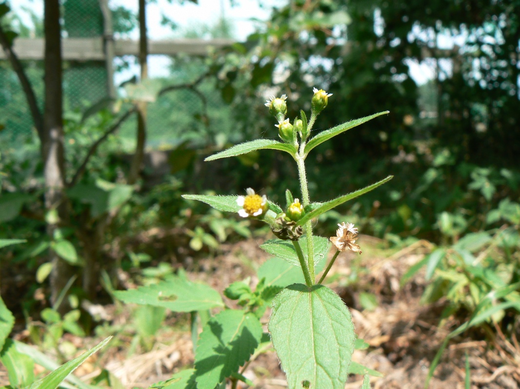 Изображение особи Galinsoga parviflora.