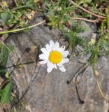 Pyrethrum dolomiticum. Соцветие. Кабардино-Балкария, Эльбрусский р-н, окраина с. Терскол, средняя часть дол. Терскол (выше с. Терскол), луг. 16 июня 2018 г.