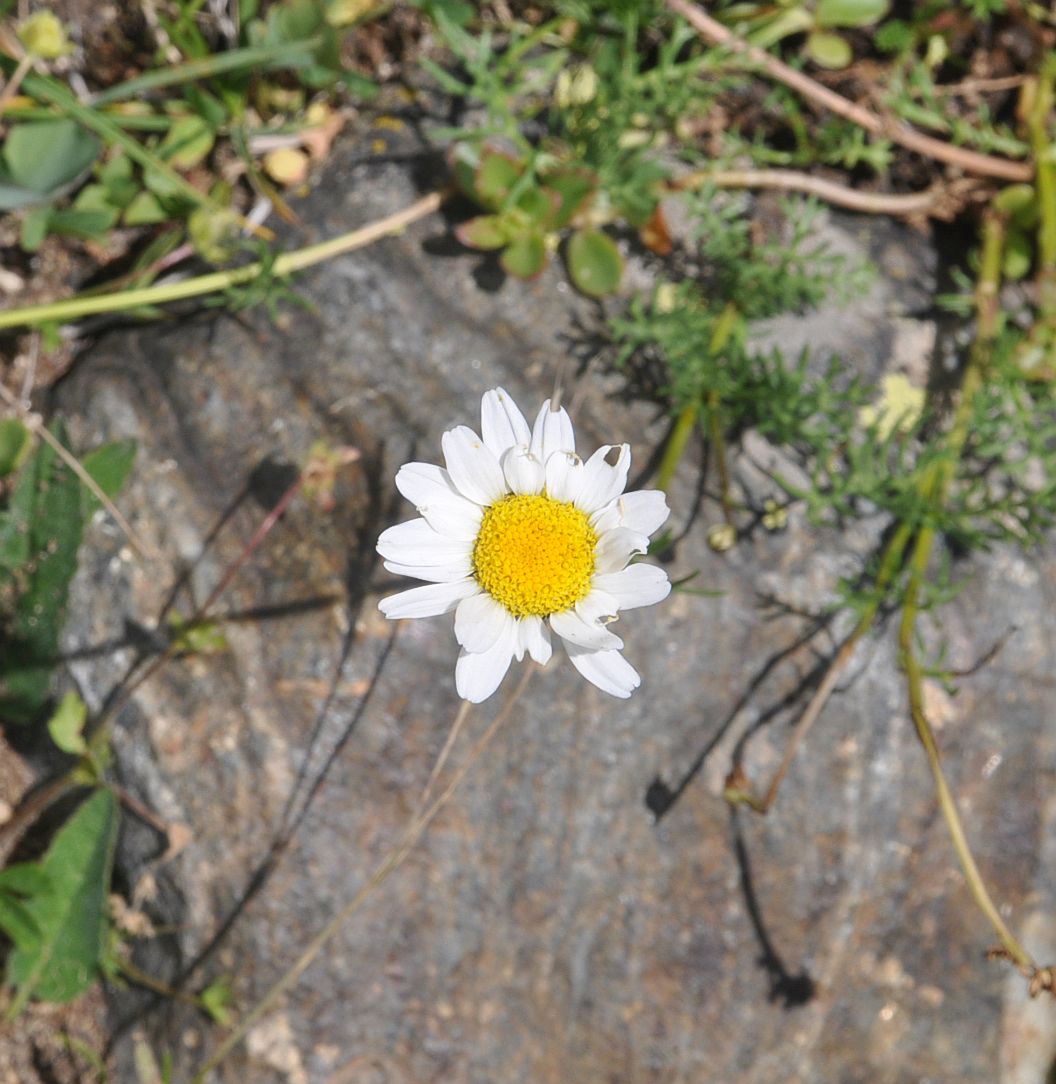 Image of Pyrethrum dolomiticum specimen.