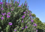 Leucophyllum frutescens. Часть кроны цветущего растения ('Green Cloud'). Испания, автономное сообщество Каталония, провинция Жирона, комарка Баш-Эмпорда, муниципалитет Палафружель, ботанический сад \"Кап-Роч\". 25.08.2024.