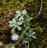 Saxifraga cartilaginea. Нижние листья. Чечня, Шаройский р-н, левый берег р. Цесиахк в 430 м выше водопада Цеси, на скале. 27 июня 2024 г.