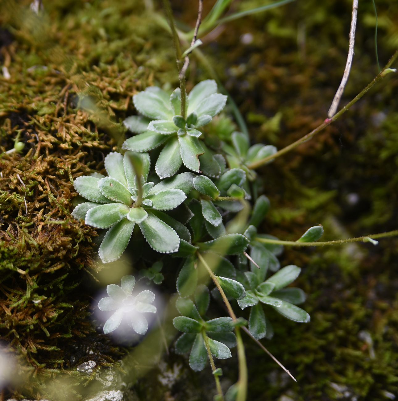 Изображение особи Saxifraga cartilaginea.