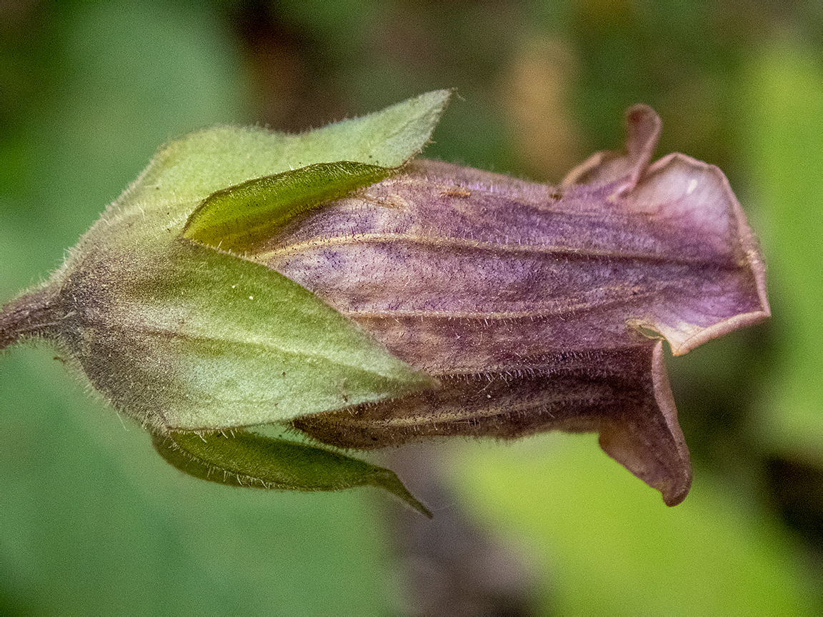 Изображение особи Atropa bella-donna.