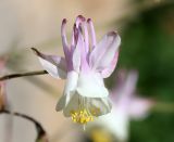 Aquilegia tianschanica