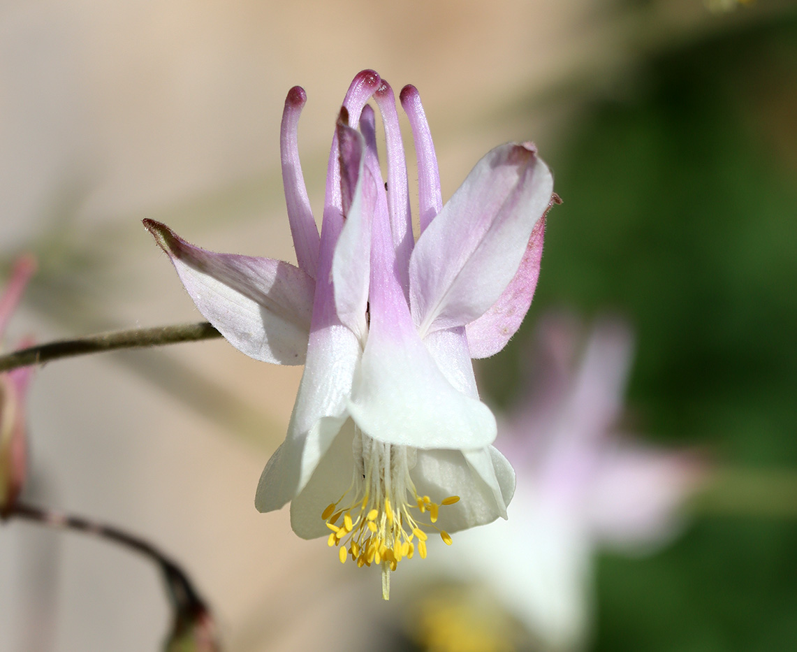 Image of Aquilegia tianschanica specimen.