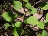 Populus tremula. Верхушка побега с поражёнными мучнистой росой листьями. Крым, Южный Берег, окр. с. Лучистое, гора Южная Демерджи, на глинистом склоне. 03.06.2024.