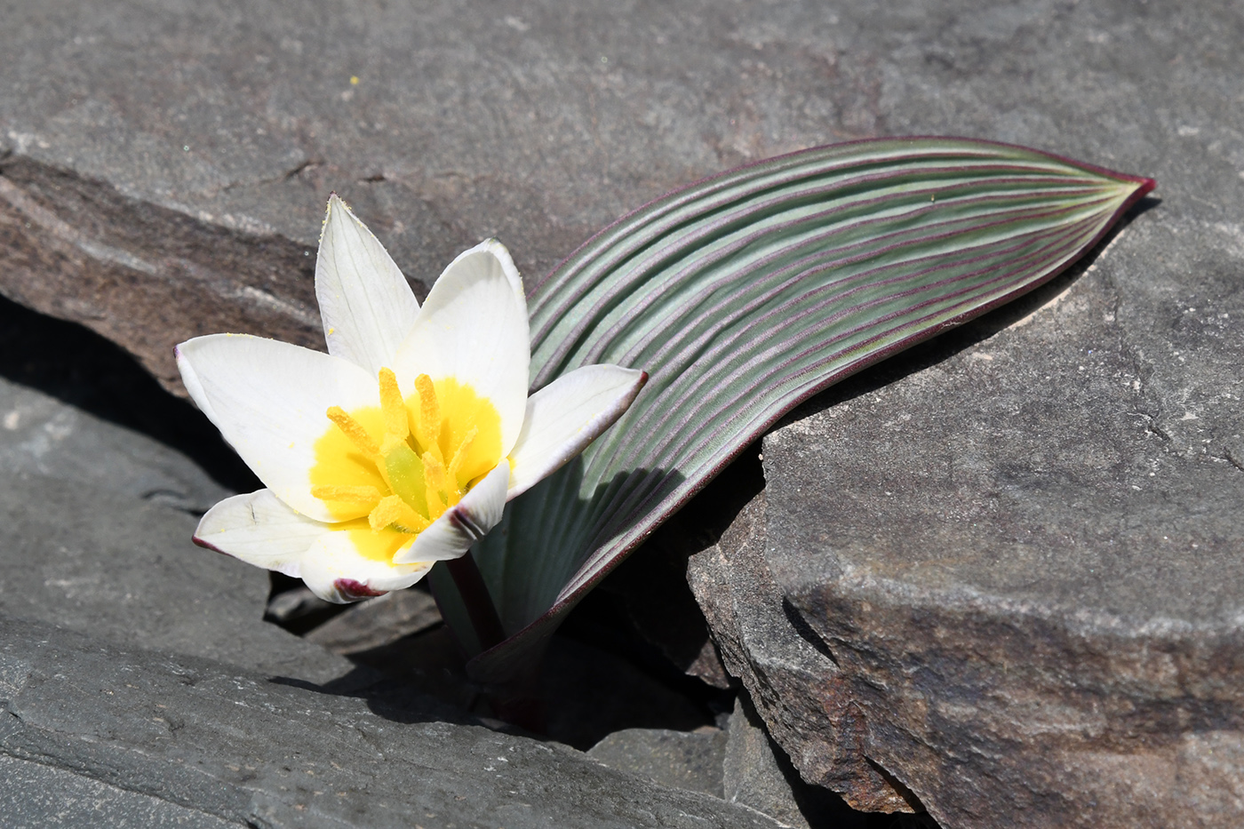 Image of Tulipa regelii specimen.
