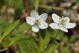 Anemone udensis. Цветки. Приморский край, Шкотовский р-н, окр. с. Новонежино, широколиственный лес. 23.05.2022.
