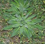 Echium biebersteinii