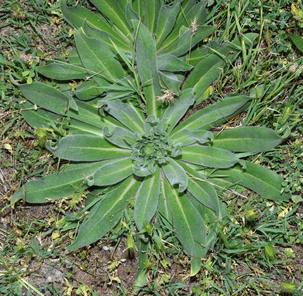 Изображение особи Echium biebersteinii.