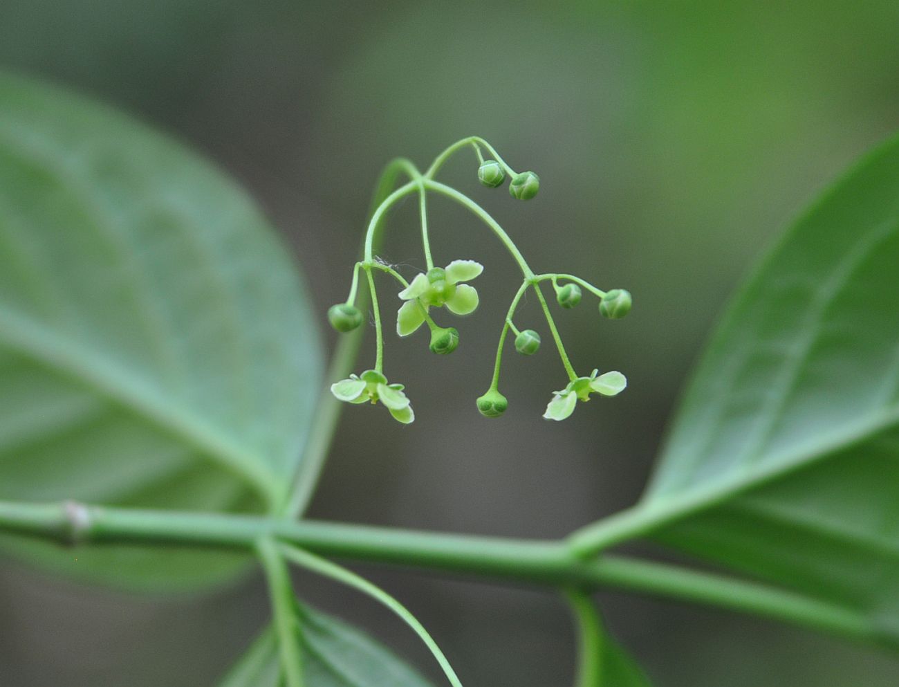 Image of Euonymus latifolius specimen.