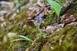 View full-size image Scilla siberica