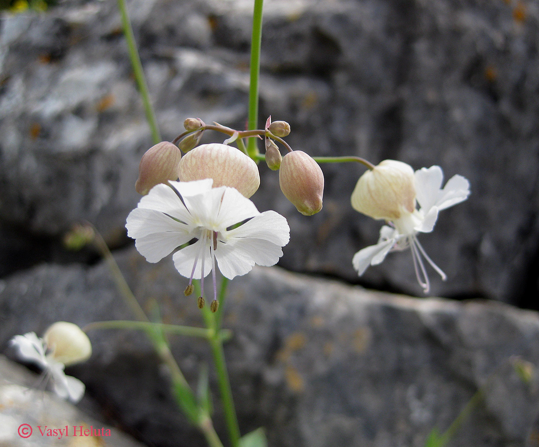 Изображение особи Oberna crispata.