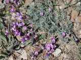 Astragalus subuliformis. Цветущее растение. Крым, Южный берег, гора Меганом. 07.05.2011.