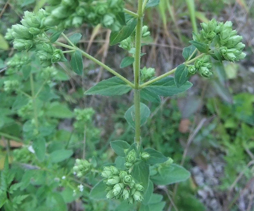 Image of Origanum vulgare specimen.