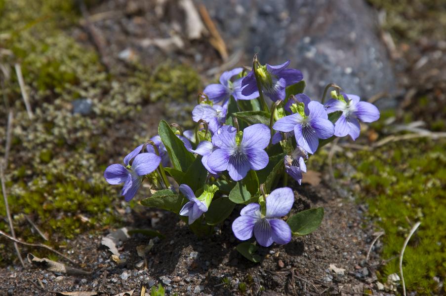 Image of Viola rupestris specimen.