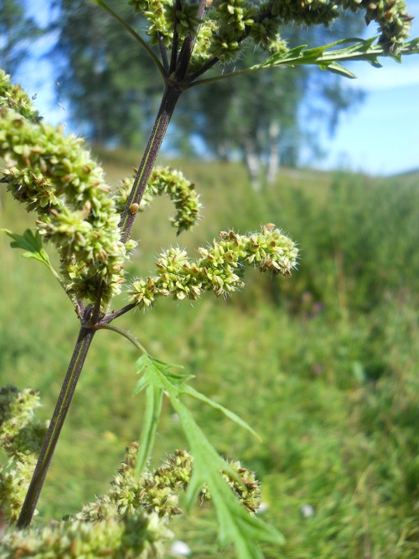 Image of Urtica cannabina specimen.