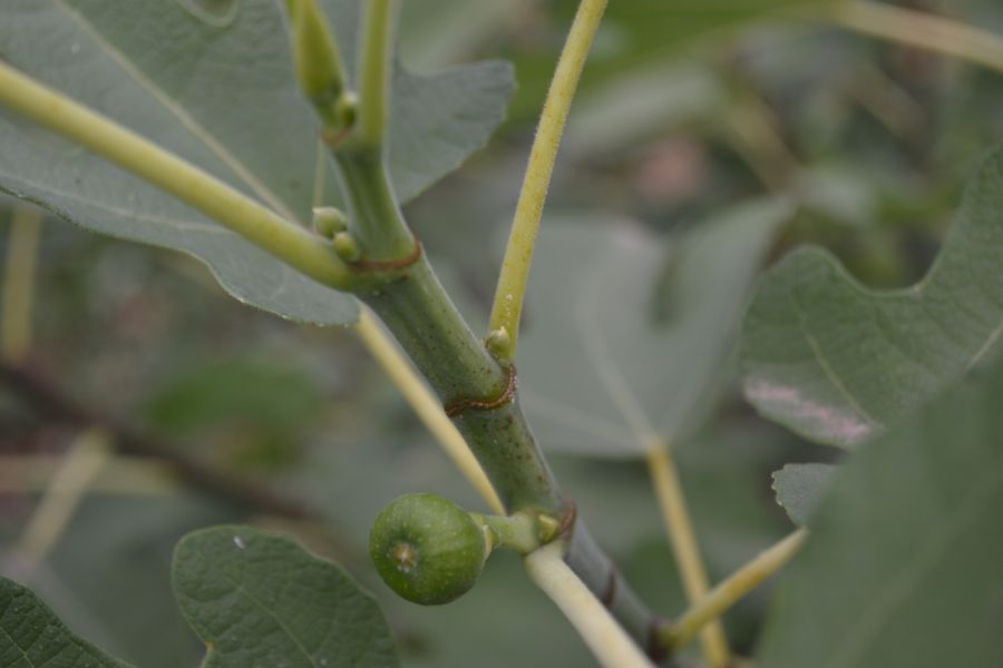 Image of Ficus carica specimen.