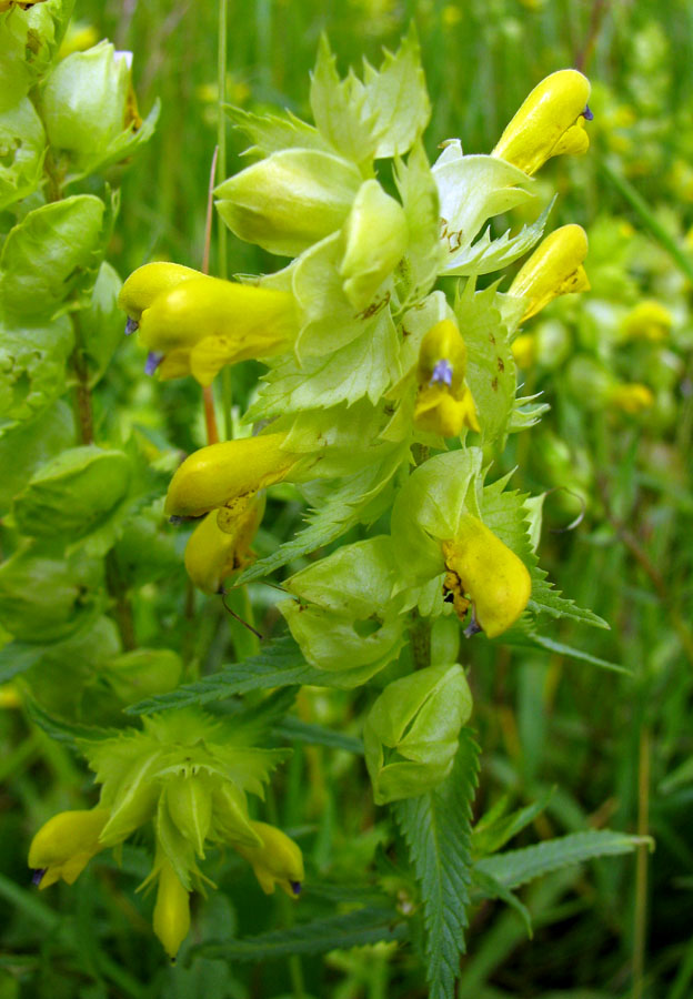 Image of Rhinanthus vernalis specimen.