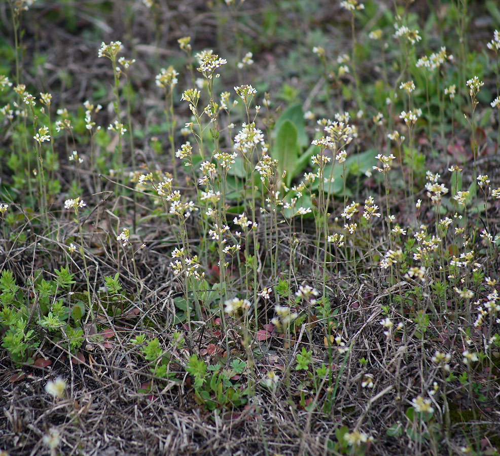 Image of Arabidopsis thaliana specimen.