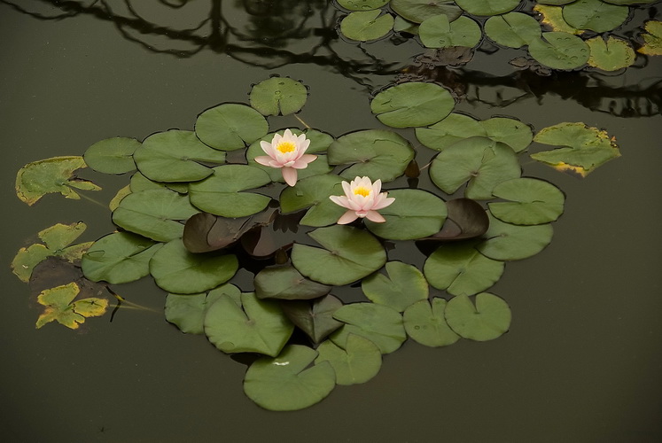 Image of Nymphaea odorata specimen.