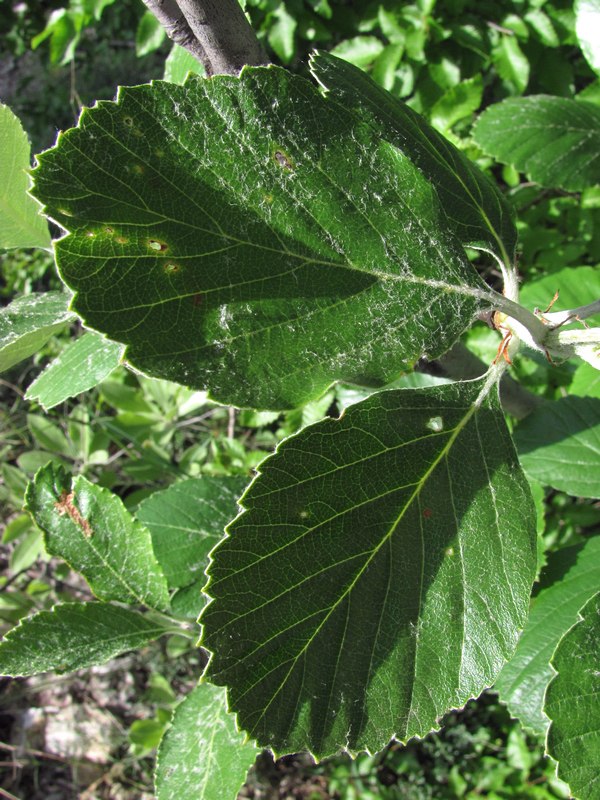 Image of Sorbus taurica specimen.