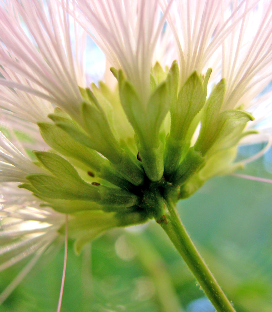 Image of Albizia julibrissin specimen.